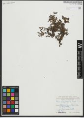 Foto von Salix serpyllifolia Scop.